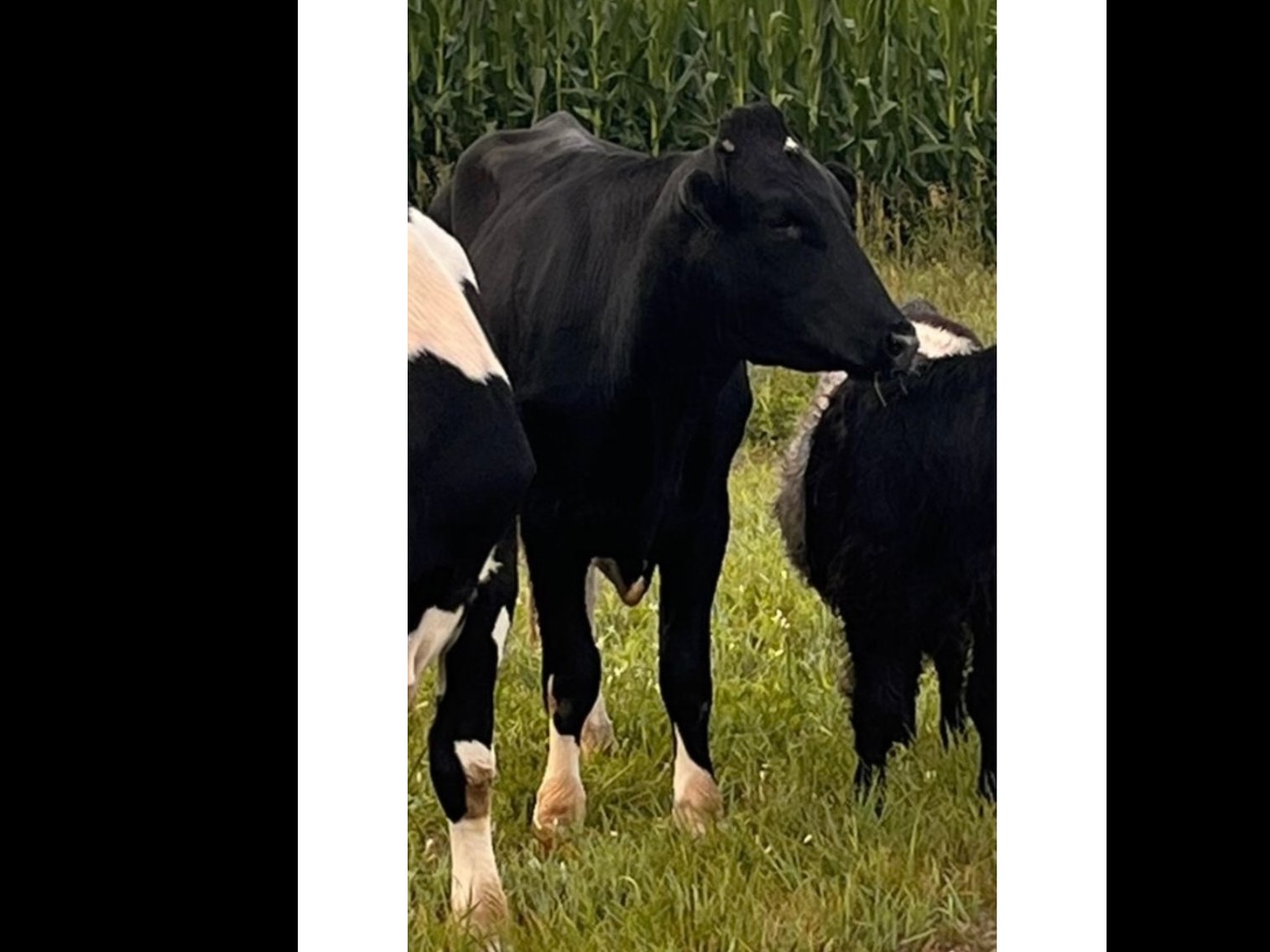 Image for Hamilton County Horse & Tack Sale -SATURDAY -November 15th Noblesville, IN