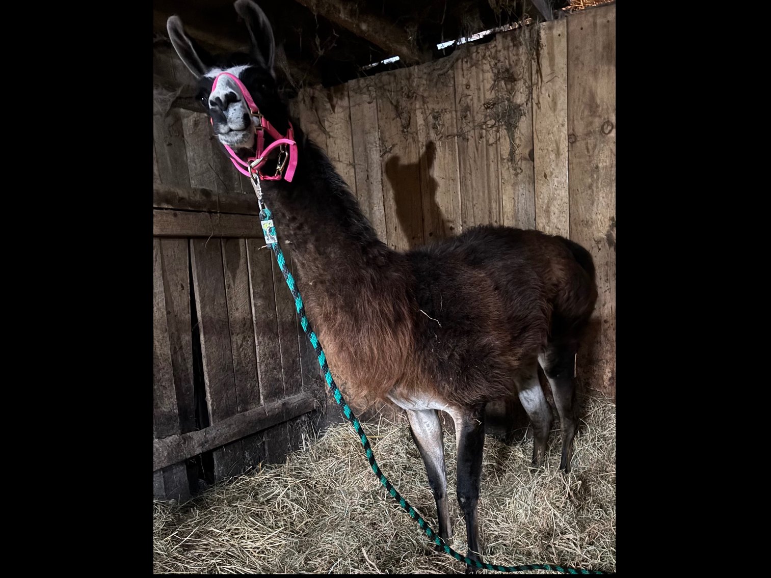 Image for Christmas Classic-Hamilton County Horse & Tack Sale -SATURDAY December 6th-  Noblesville, IN