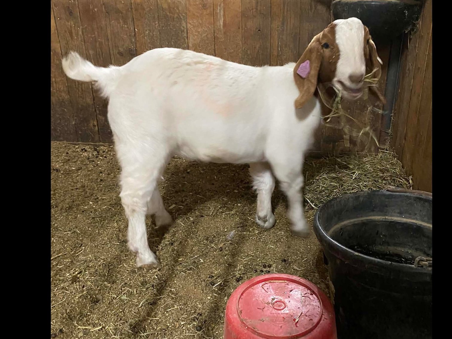 Image for Christmas Classic-Hamilton County Horse & Tack Sale -SATURDAY December 6th-  Noblesville, IN