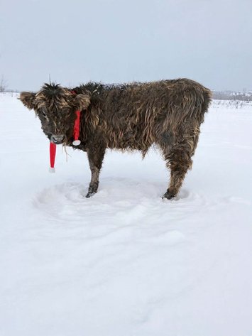 Image for Santa's Stocking Stuffers -Hamilton County Horse & Tack Sale -SATURDAY December 20th -  Noblesville, IN