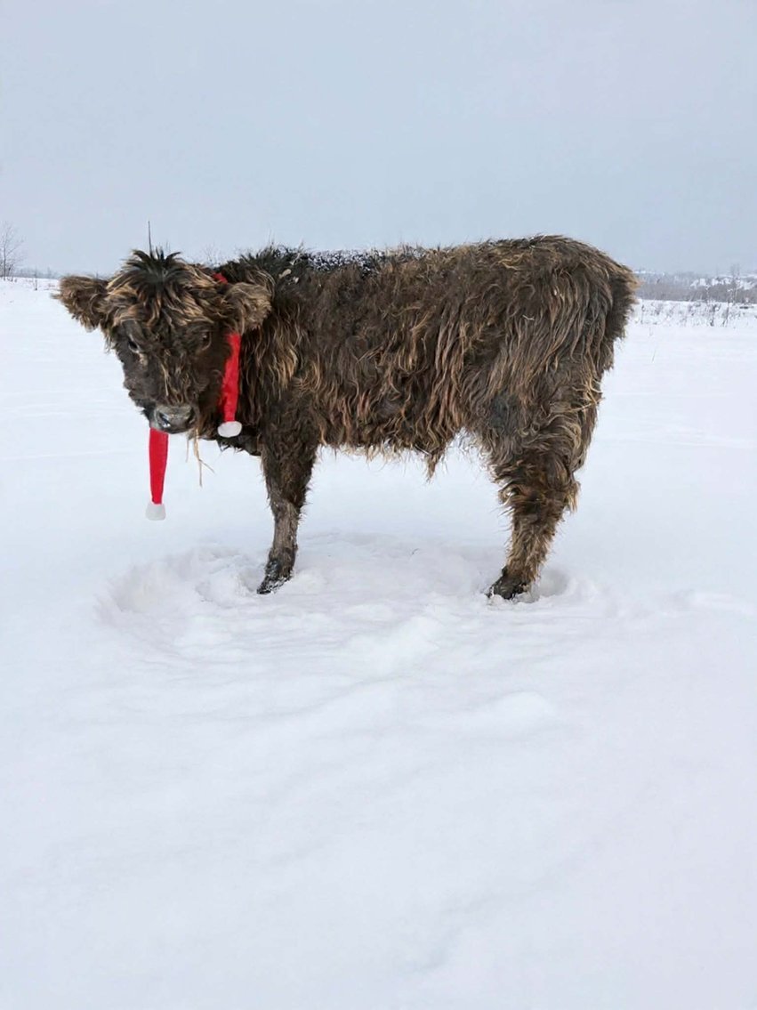 Image for Santa's Stocking Stuffers -Hamilton County Horse & Tack Sale -SATURDAY December 20th -  Noblesville, IN