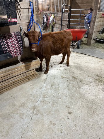 Image for Santa's Stocking Stuffers -Hamilton County Horse & Tack Sale -SATURDAY December 20th -  Noblesville, IN