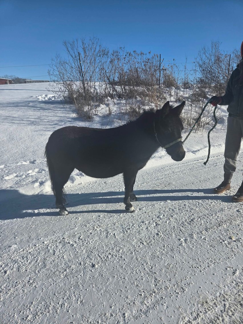 Image for Santa's Stocking Stuffers -Hamilton County Horse & Tack Sale -SATURDAY December 20th -  Noblesville, IN