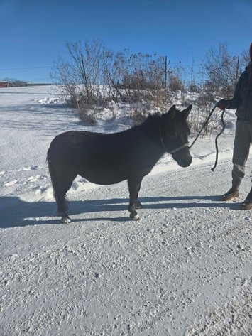 Image for Santa's Stocking Stuffers -Hamilton County Horse & Tack Sale -SATURDAY December 20th -  Noblesville, IN