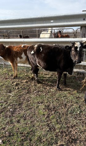 Image for New Years 2026- Hamilton County Horse & Tack Sale -SATURDAY January 3rd-  Noblesville, IN