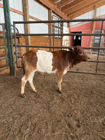 Image for New Years 2026- Hamilton County Horse & Tack Sale -SATURDAY January 3rd-  Noblesville, IN