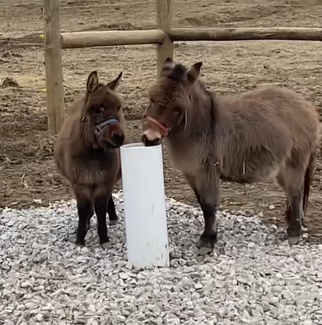 Image for Hamilton County Horse & Tack Sale -SATURDAY January 17th-  Noblesville, IN