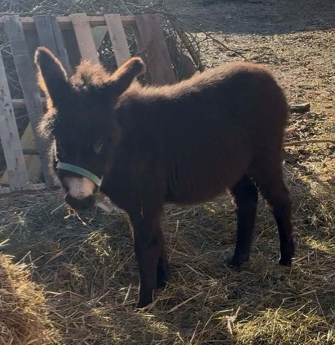 Image for Hamilton County Horse & Tack Sale -SATURDAY January 17th-  Noblesville, IN