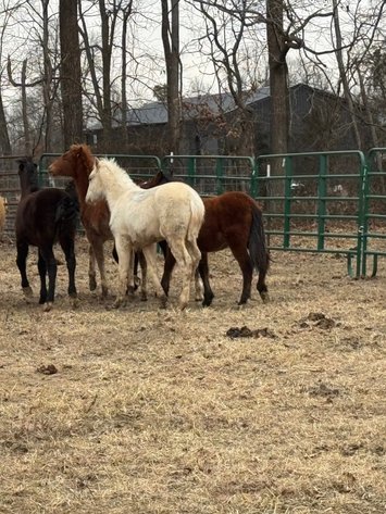 Image for Hamilton County Horse & Tack Sale -SATURDAY February 7th  -  Noblesville, IN