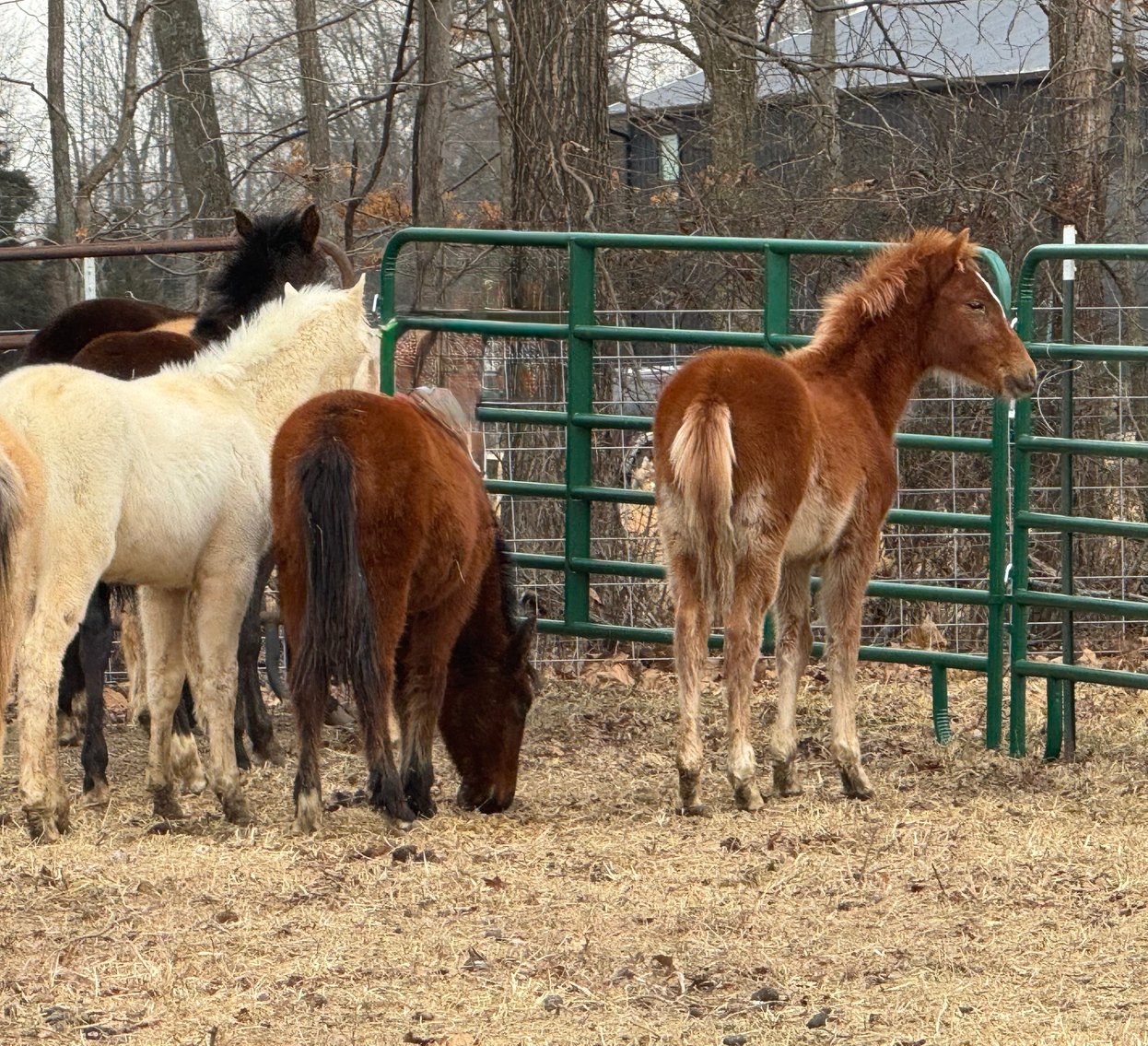 Image for Hamilton County Horse & Tack Sale -SATURDAY February 7th  -  Noblesville, IN