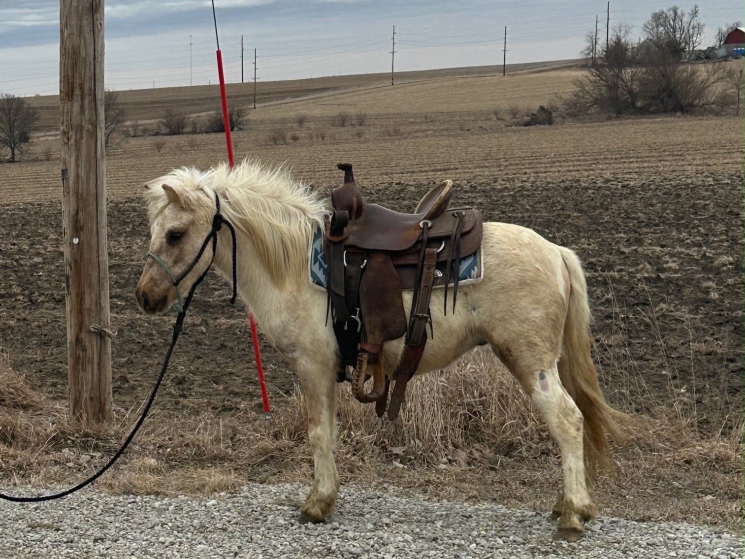 Image for Hamilton County Horse & Tack Sale -SATURDAY February 21st -  Noblesville, IN