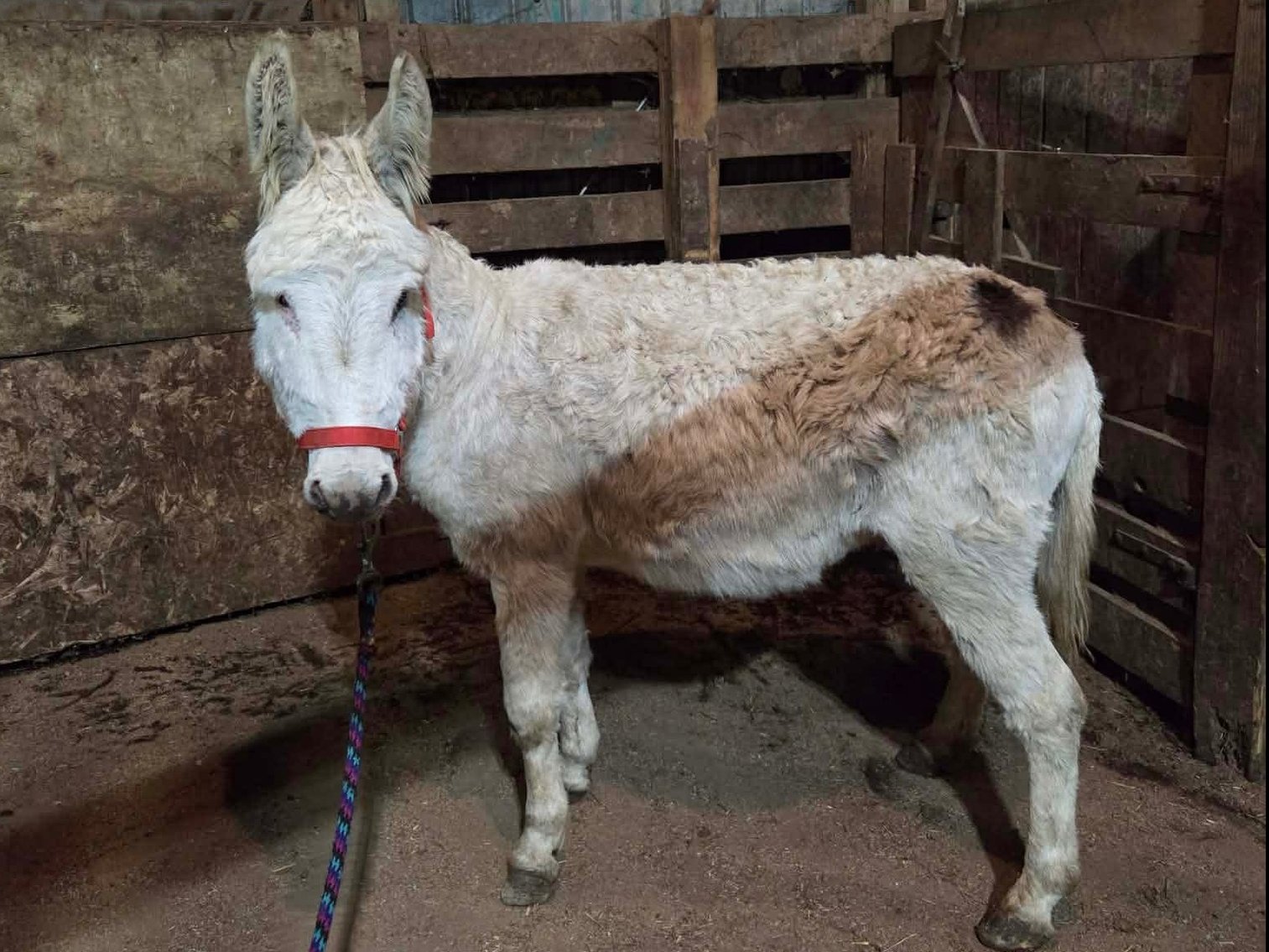 Image for Hamilton County Horse & Tack Sale -SATURDAY February 21st -  Noblesville, IN