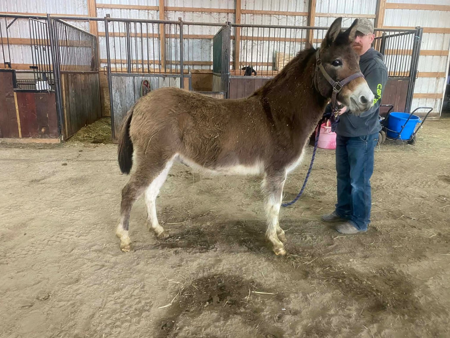 Image for Hamilton County Horse & Tack Sale -SATURDAY February 21st -  Noblesville, IN