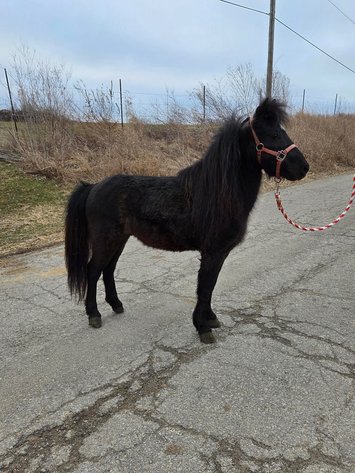 Image for Hamilton County Horse & Tack Sale -SATURDAY February 21st -  Noblesville, IN