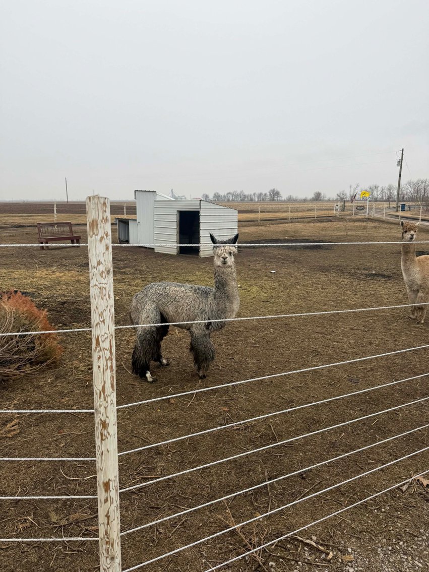 Image for Hamilton County Horse & Tack Sale -SATURDAY March 7th -  Noblesville, IN