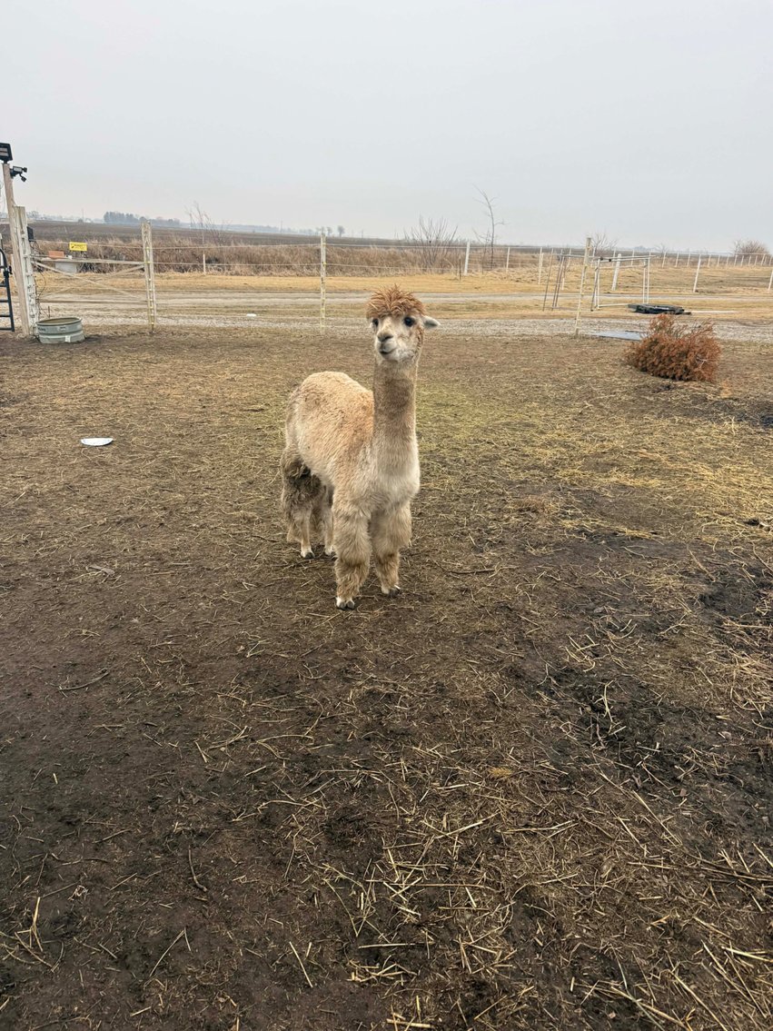 Image for Hamilton County Horse & Tack Sale -SATURDAY March 7th -  Noblesville, IN