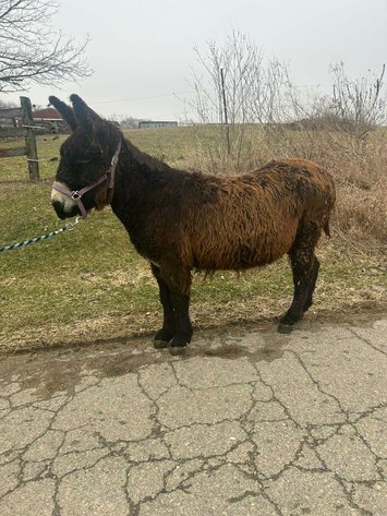 Image for Hamilton County Horse & Tack Sale -SATURDAY March 7th -  Noblesville, IN