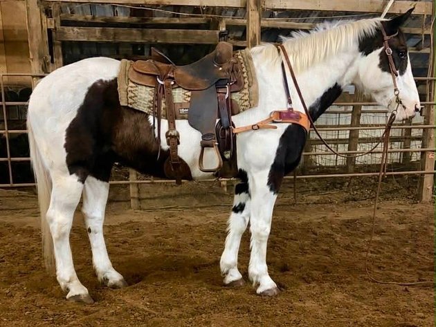 Image for Hamilton County Horse & Tack Sale -SATURDAY March 21st -  Noblesville, IN