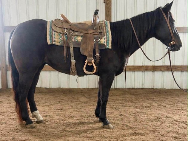 Image for Hamilton County Horse & Tack Sale -SATURDAY March 21st -  Noblesville, IN