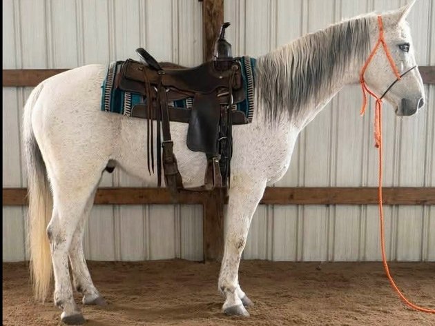 Image for Hamilton County Horse & Tack Sale -SATURDAY March 21st -  Noblesville, IN