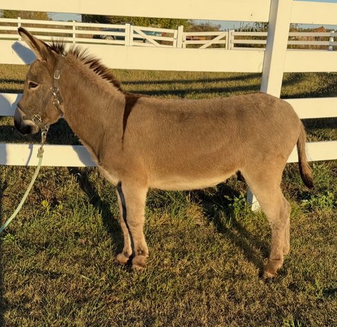 Image for Hamilton County Horse & Tack Sale -SATURDAY March 21st -  Noblesville, IN