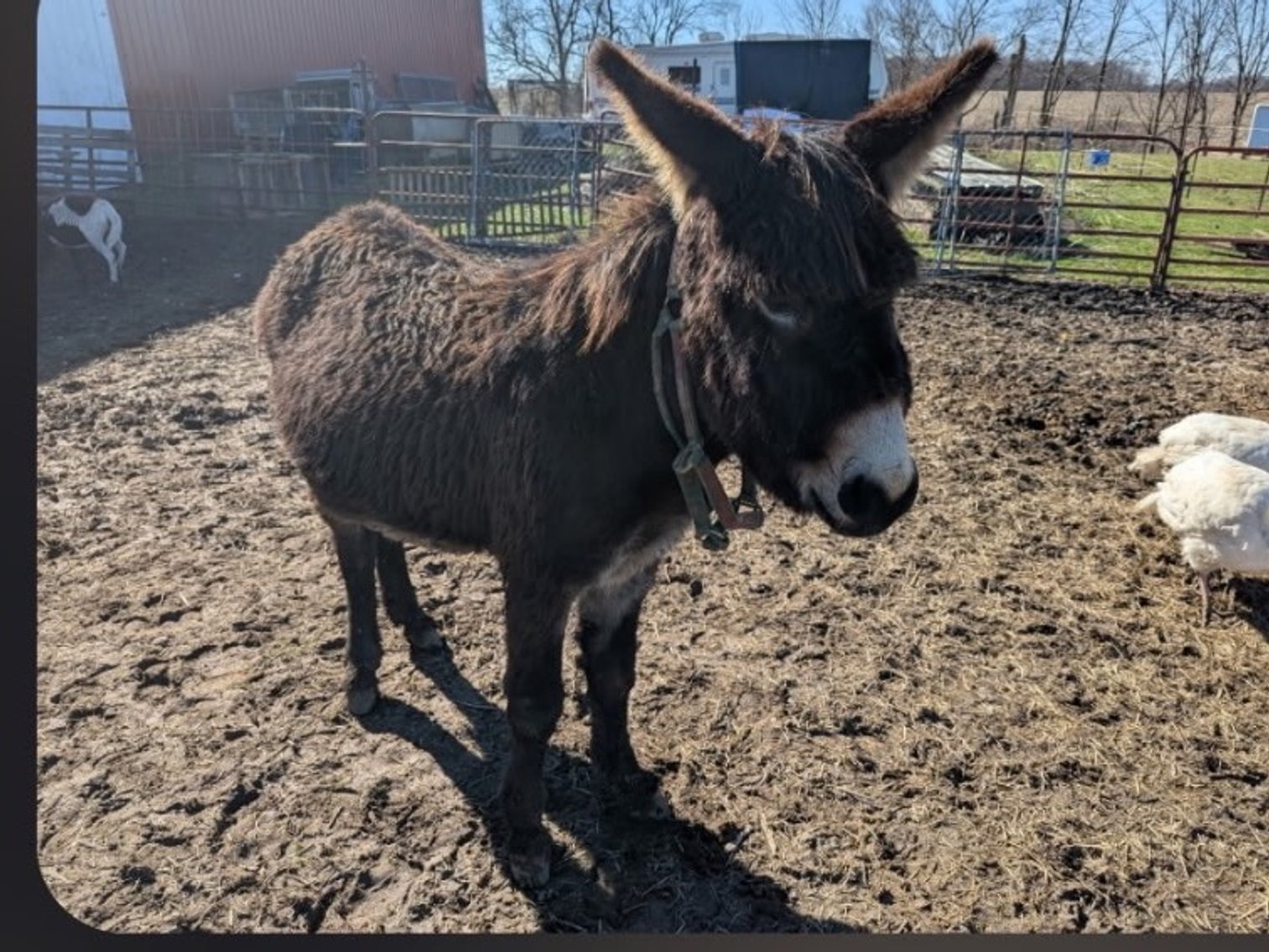 Image for Hamilton County Horse & Tack Sale -SATURDAY March 21st -  Noblesville, IN