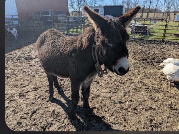 Image for Hamilton County Horse & Tack Sale -SATURDAY March 21st -  Noblesville, IN