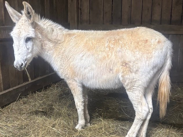 Image for Hamilton County Horse & Tack Sale -SATURDAY March 21st -  Noblesville, IN