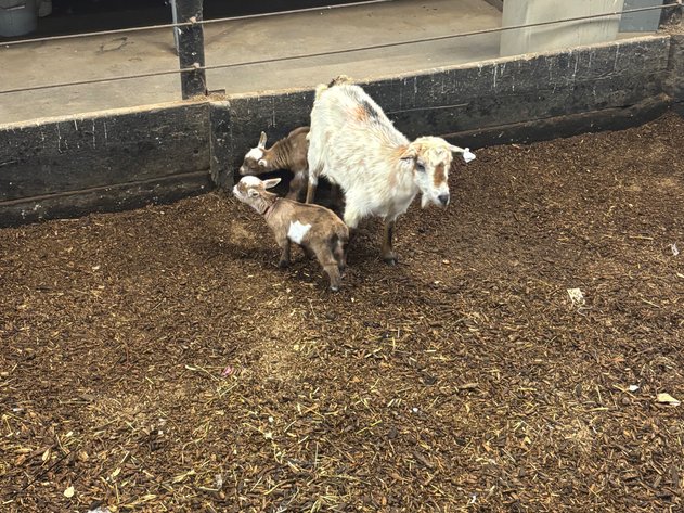 Image for Hamilton County Horse & Tack Sale -SATURDAY March 21st -  Noblesville, IN