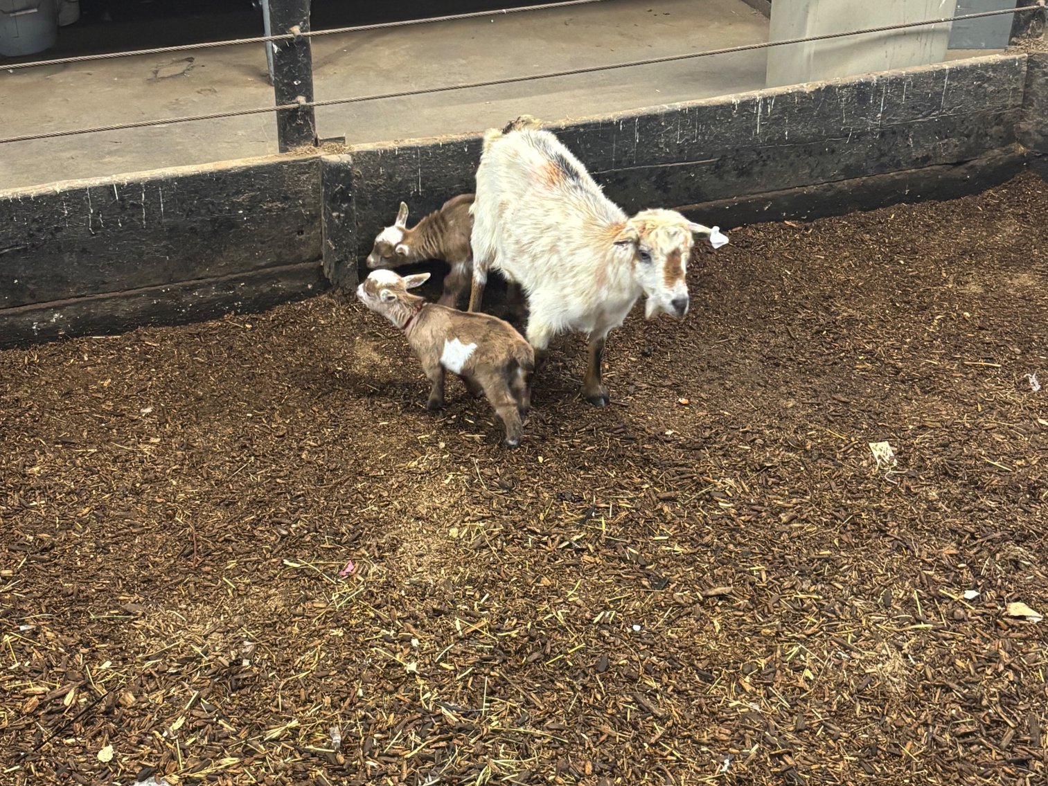 Image for Hamilton County Horse & Tack Sale -SATURDAY March 21st -  Noblesville, IN