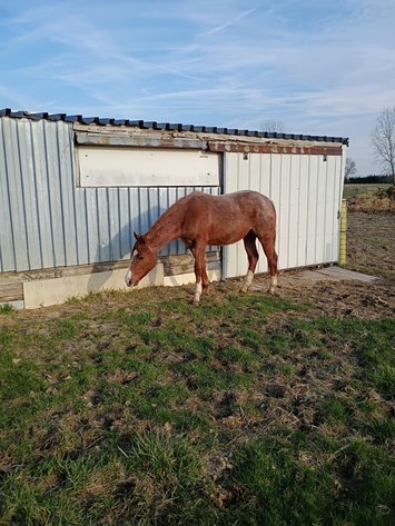 Image for 13th Annual Spring Registered Horse Sale* Hamilton County Horse & Tack Sale -SATURDAY April 4th - Noblesville, IN