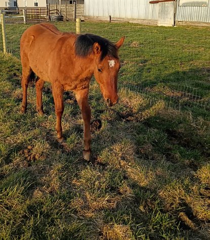 Image for 13th Annual Spring Registered Horse Sale* Hamilton County Horse & Tack Sale -SATURDAY April 4th - Noblesville, IN