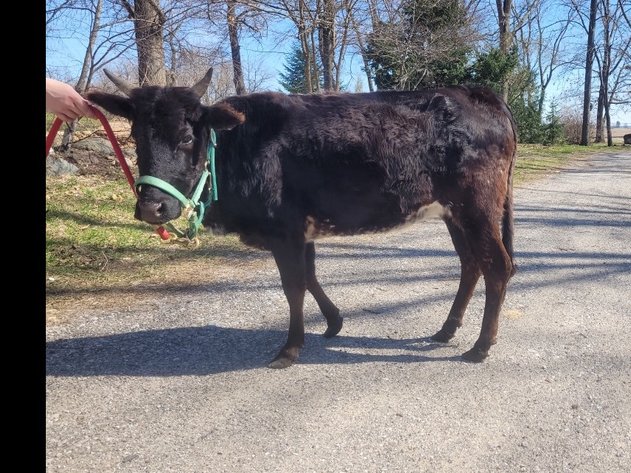 Image for 13th Annual Spring Registered Horse Sale* Hamilton County Horse & Tack Sale -SATURDAY April 4th - Noblesville, IN