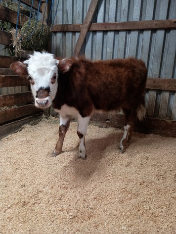 Image for 13th Annual Spring Registered Horse Sale* Hamilton County Horse & Tack Sale -SATURDAY April 4th - Noblesville, IN