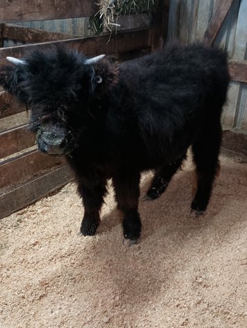 Image for 13th Annual Spring Registered Horse Sale* Hamilton County Horse & Tack Sale -SATURDAY April 4th - Noblesville, IN