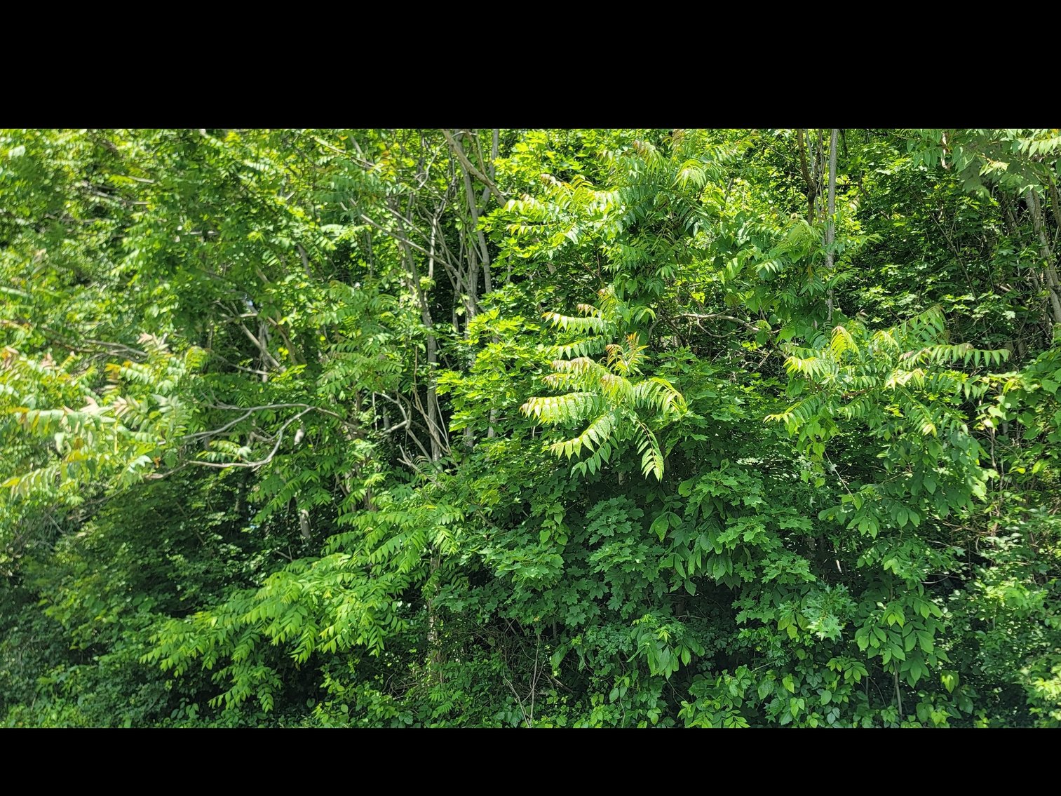 Image for Parcel 321 Lorentz Ave, Morgantown WV 26505