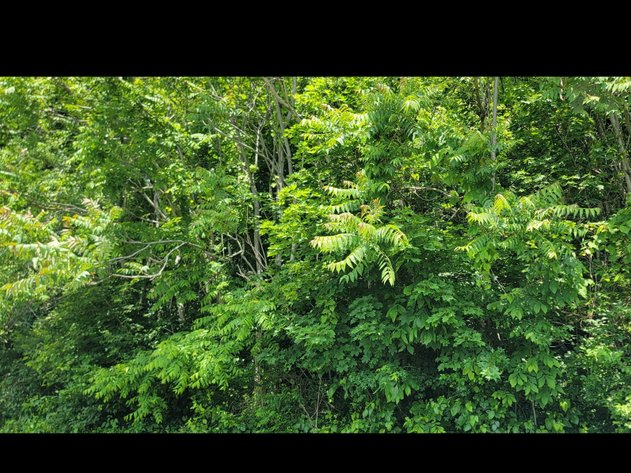 Image for Parcel 321 Lorentz Ave, Morgantown WV 26505