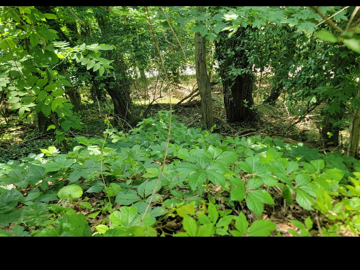 Image for Parcel 321 Lorentz Ave, Morgantown WV 26505