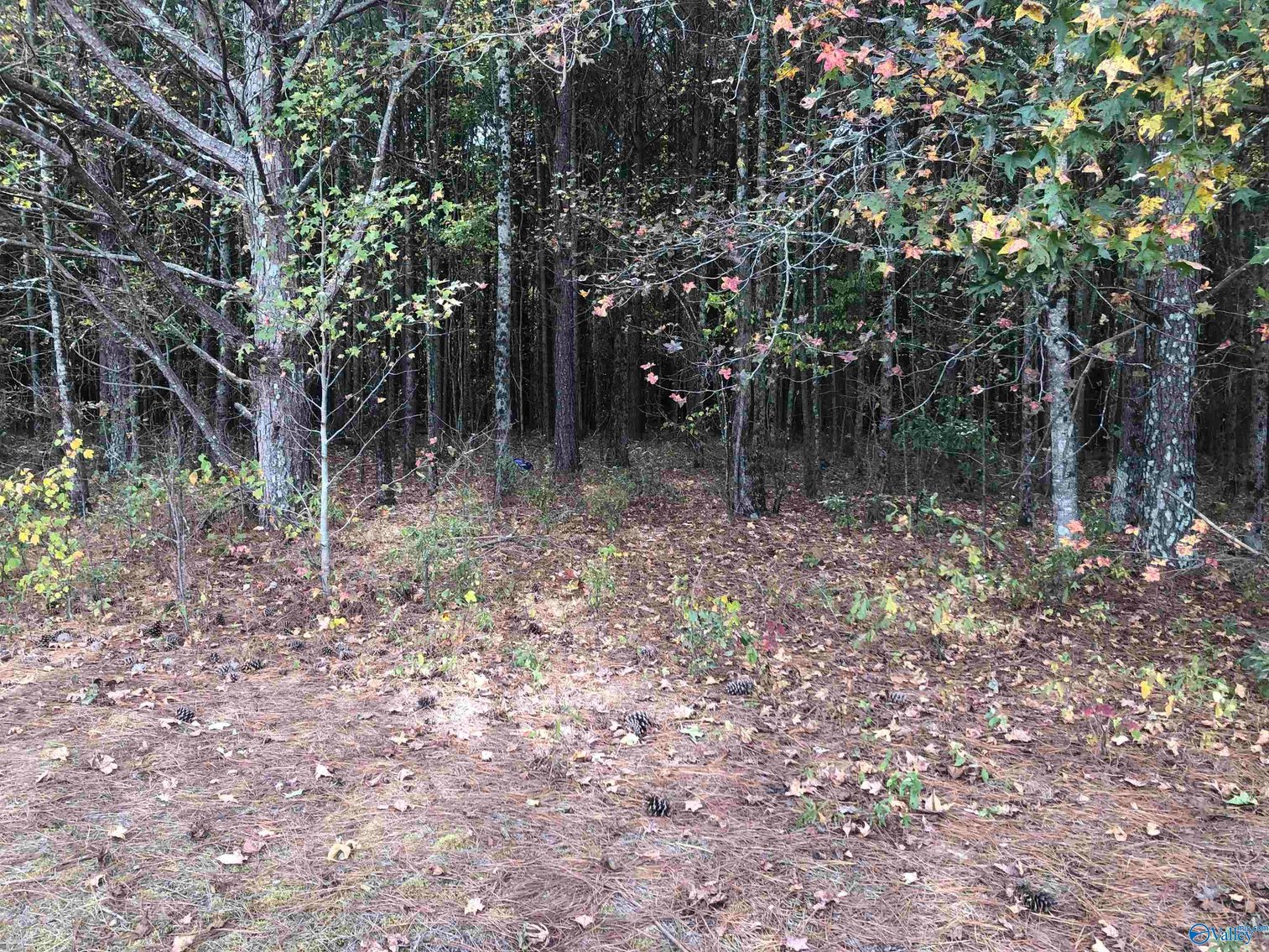 Image for 16 Acres County Road 239, Centre, AL 35960