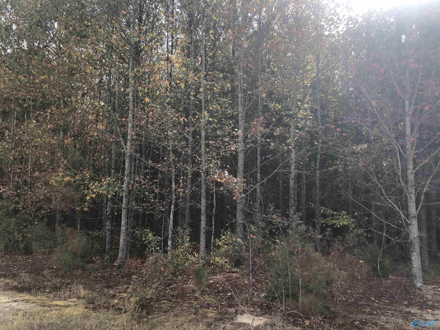 Image for 16 Acres County Road 239, Centre, AL 35960