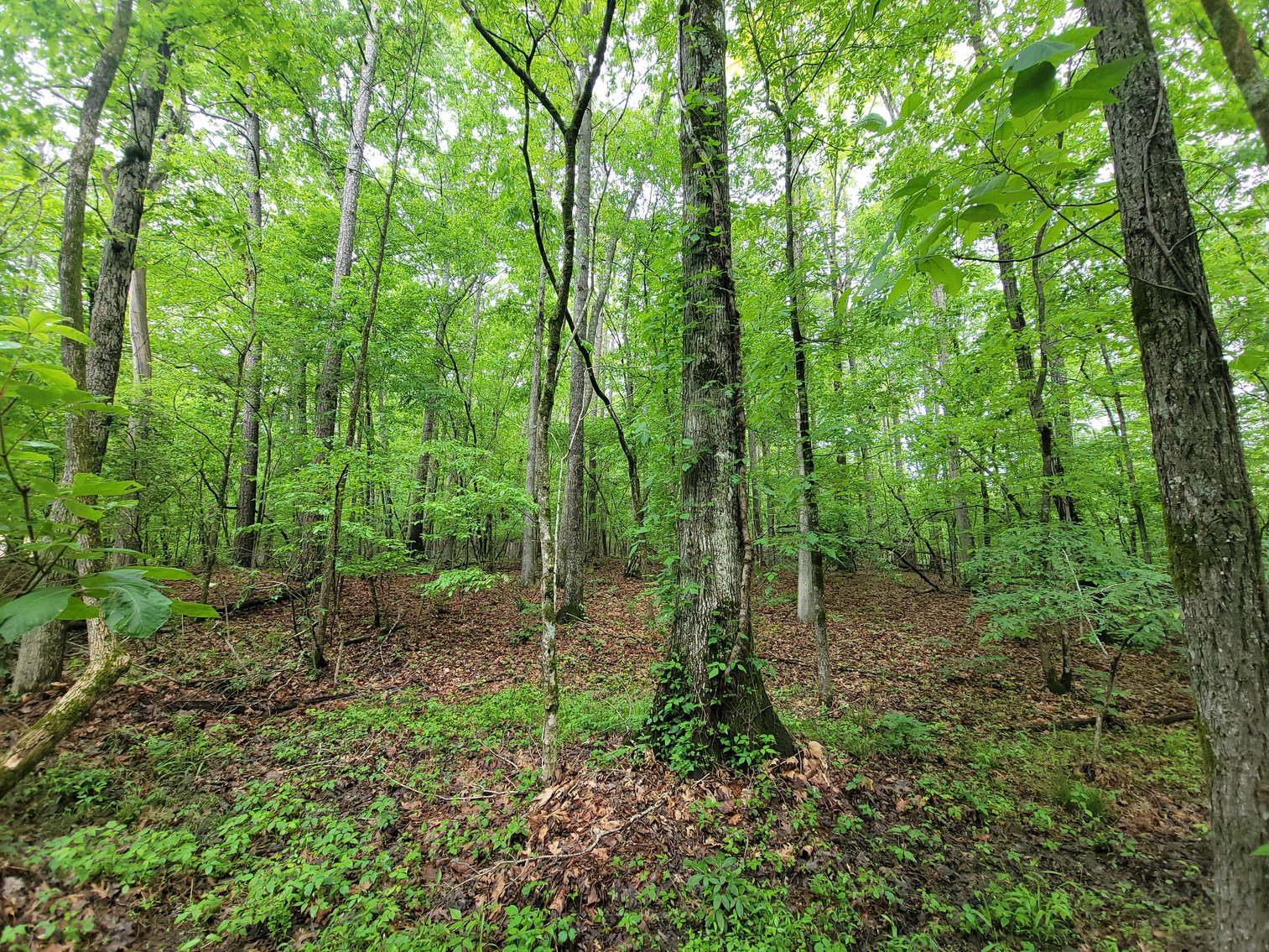 Image for AQUA VISTA DRIVE Gadsden, Alabama