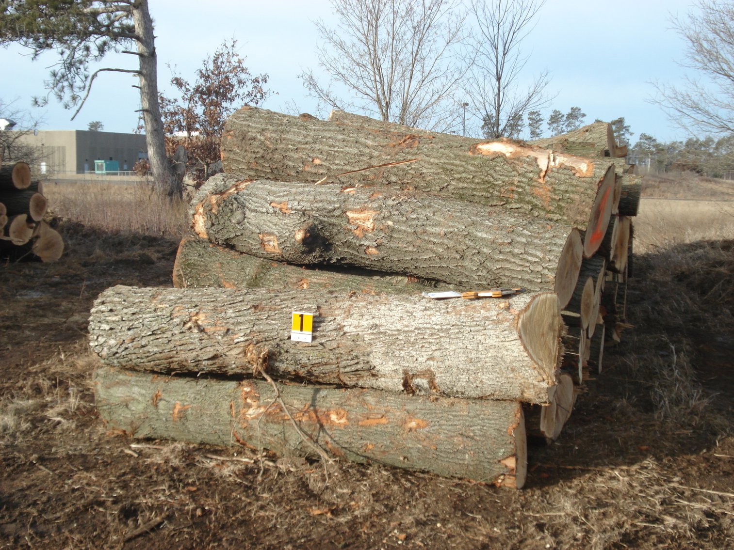 Sherburne County Fire Wood & Lumber Logs