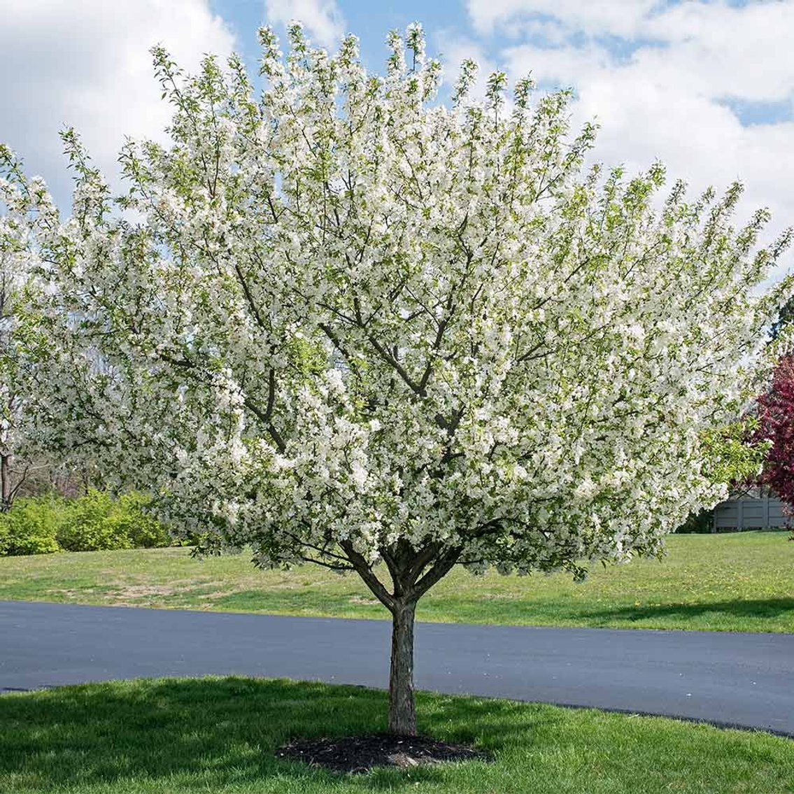 Early June Tree Auction