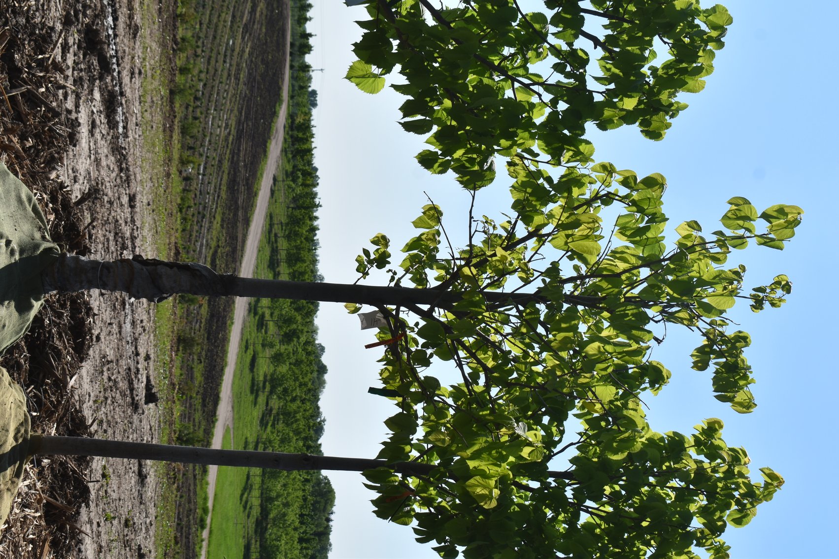 Black Hill & Colorado Spruce Trees, Coffee Tree, Linden American