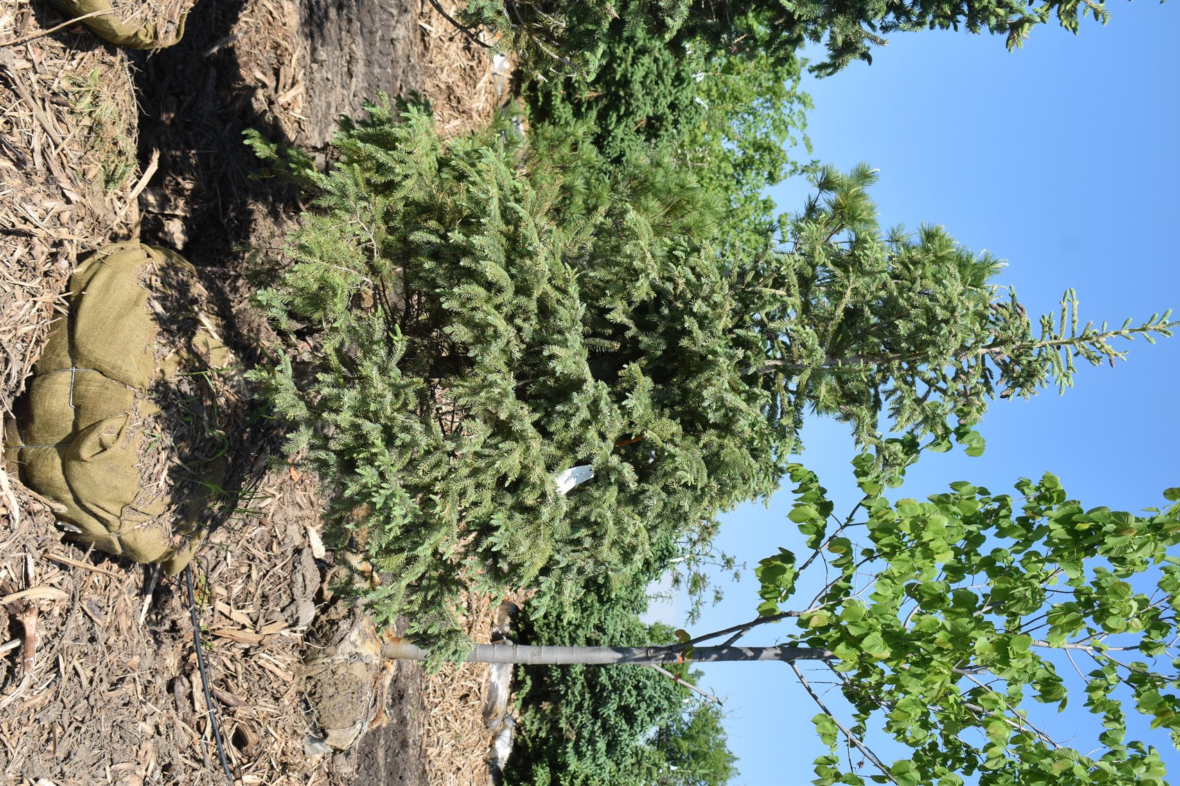 Black Hill & Colorado Spruce Trees, Coffee Tree, Linden American
