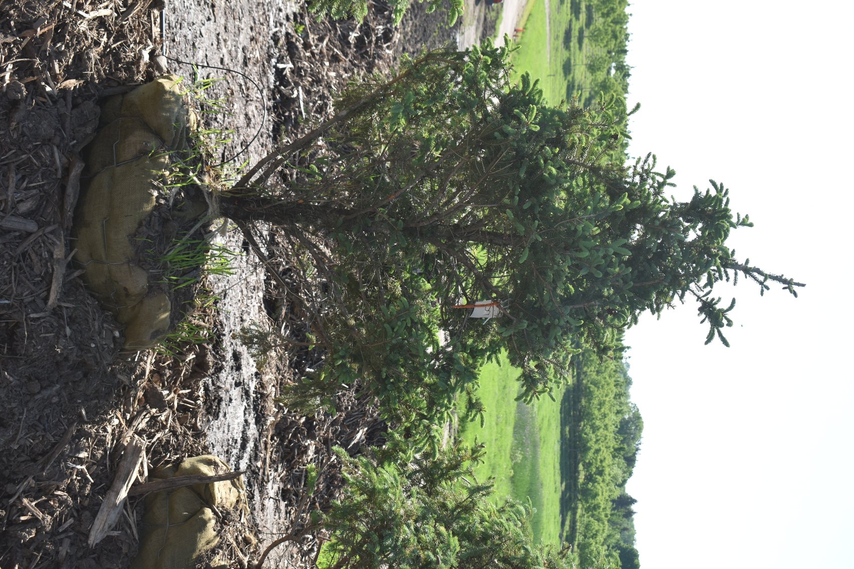 Black Hill & Colorado Spruce Trees, Coffee Tree, Linden American