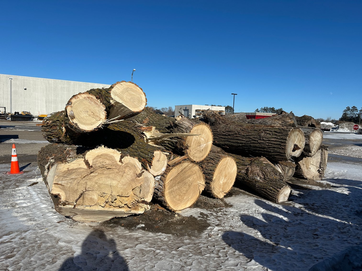 Fire Wood and Lumber Logs (156023)