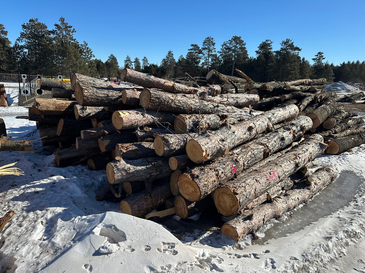 Fire Wood and Lumber Logs (156023)