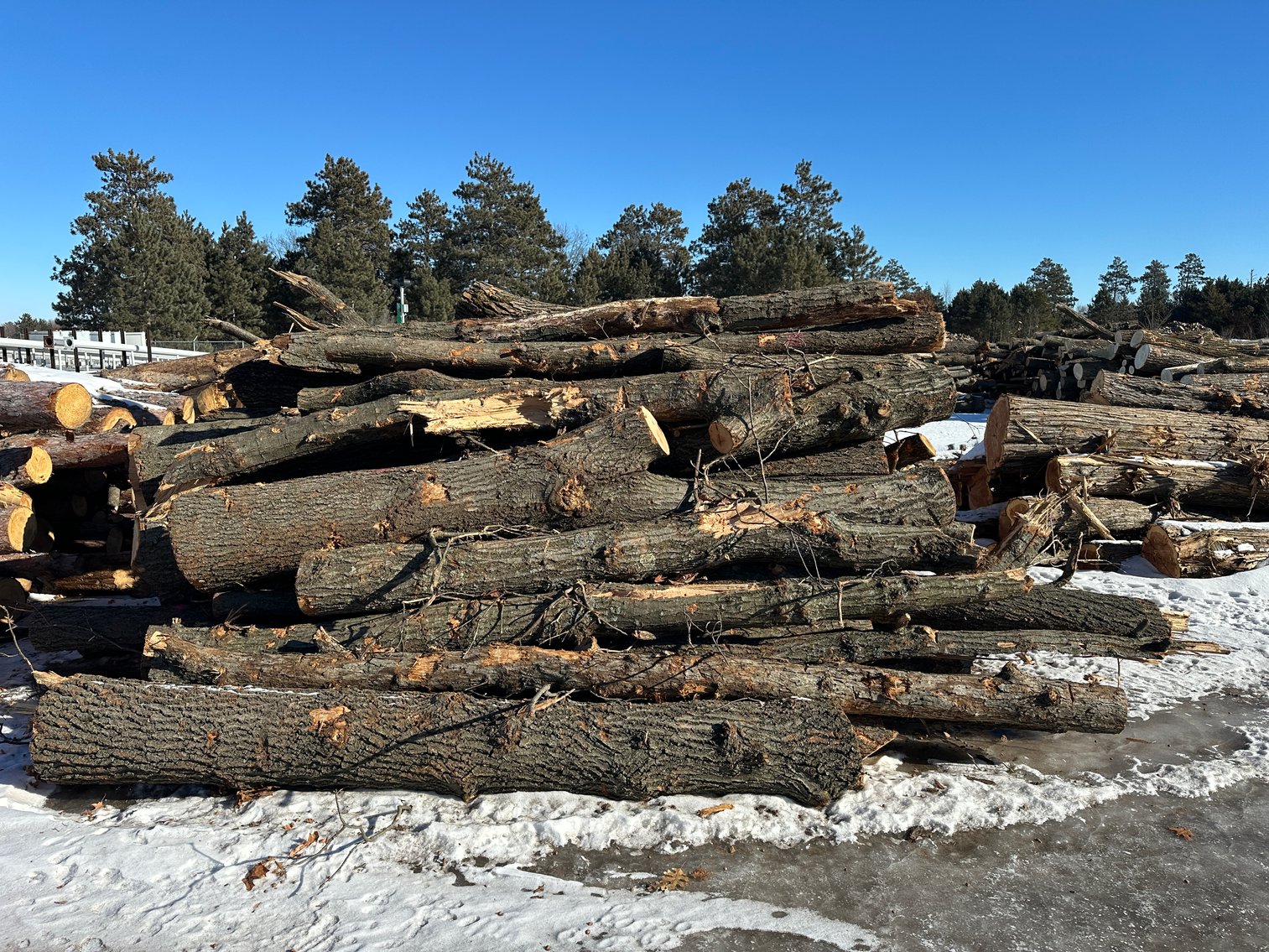 Fire Wood and Lumber Logs (156023)