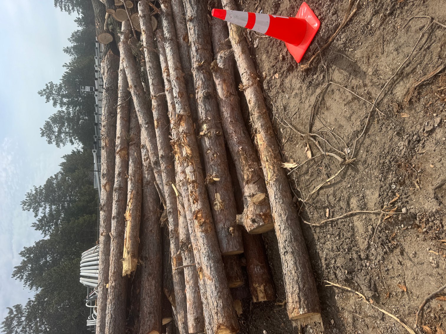 Fire Wood and Lumber Logs